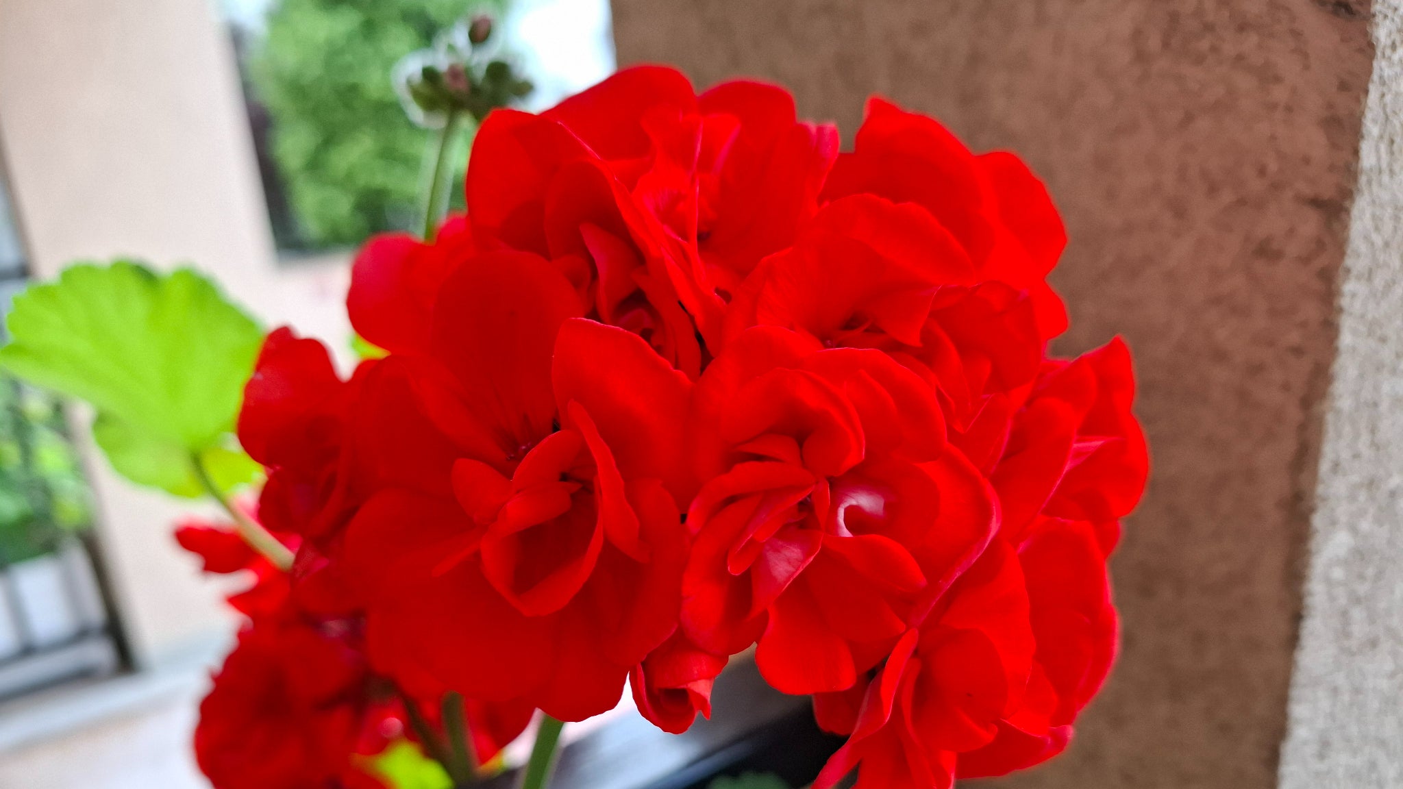 Le Galaxy A55 5G capture parfaitement les couleurs.