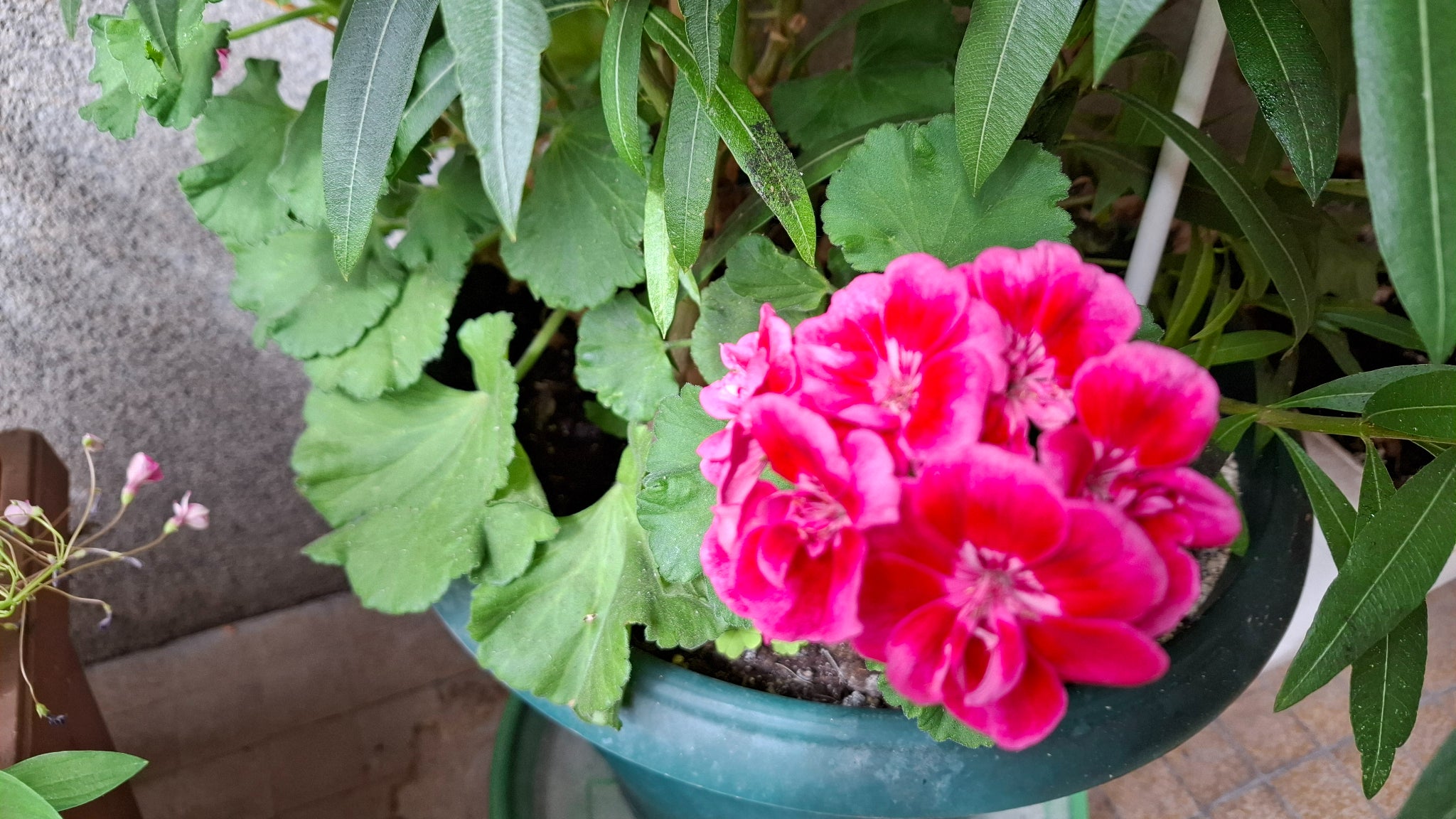 Un autre exemple d'une photo prise de près par le Galaxy A55 5G.