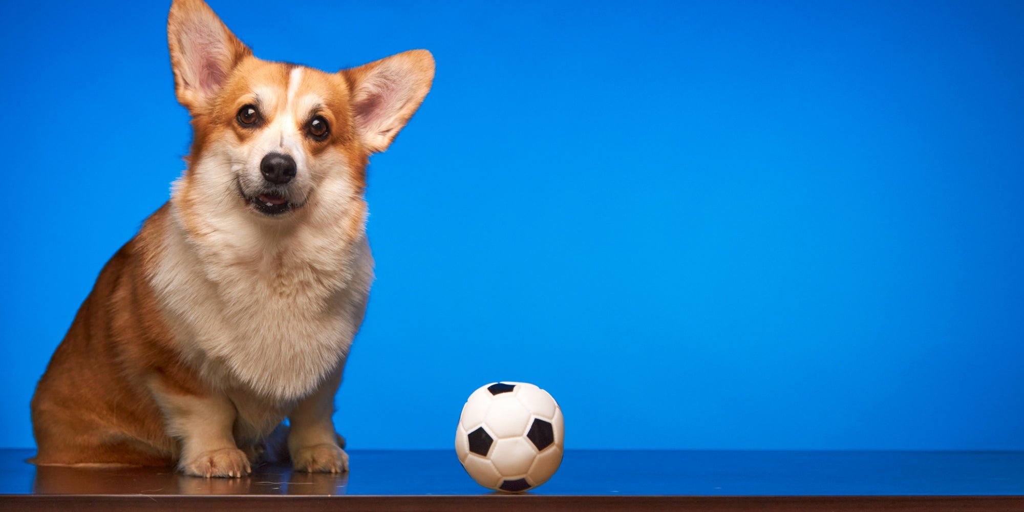 On fait le point sur les pronos de Steph Furry, un corgi qui a déjà livré son grand gagnant de cette édition de la Ligue des Champions...