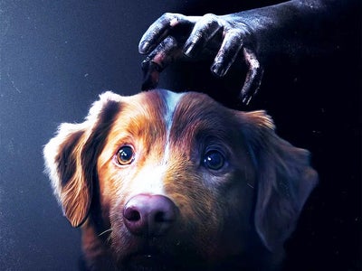 Good Boy : où (re)voir le film d'horreur en France ?