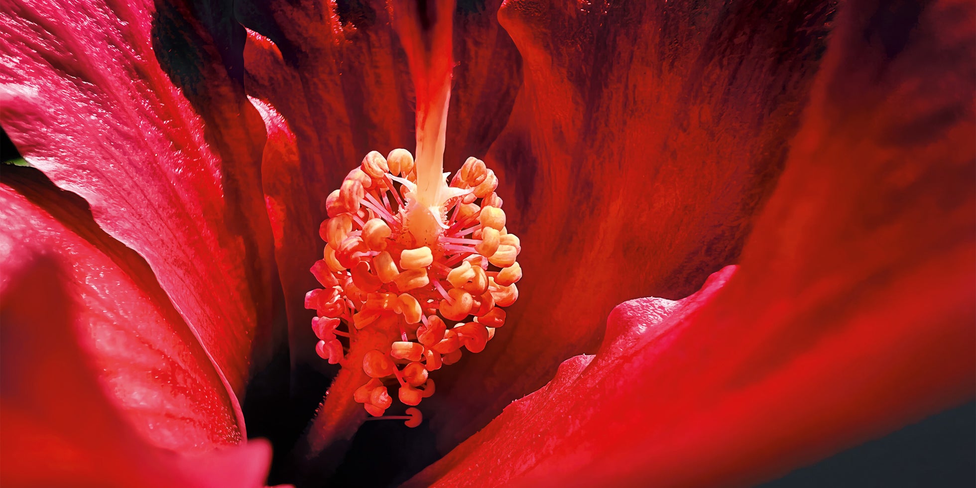 "The Cave", une photo macro prise sur iPhone 13 Pro signée Marco Colletta.