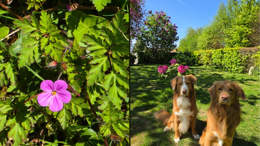Les couleurs sont éclatantes et retransmises avec fidélité.