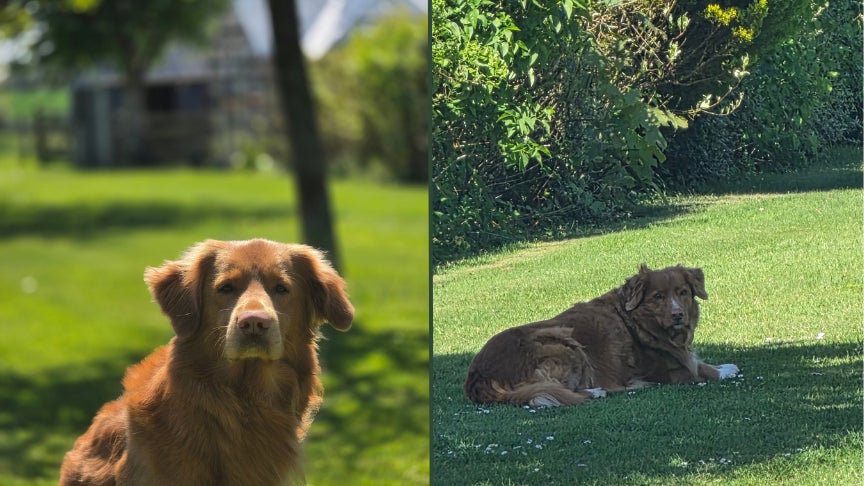 Le zoom numérique (à droite) fait pâle figure à côté du zoom optique (à gauche).