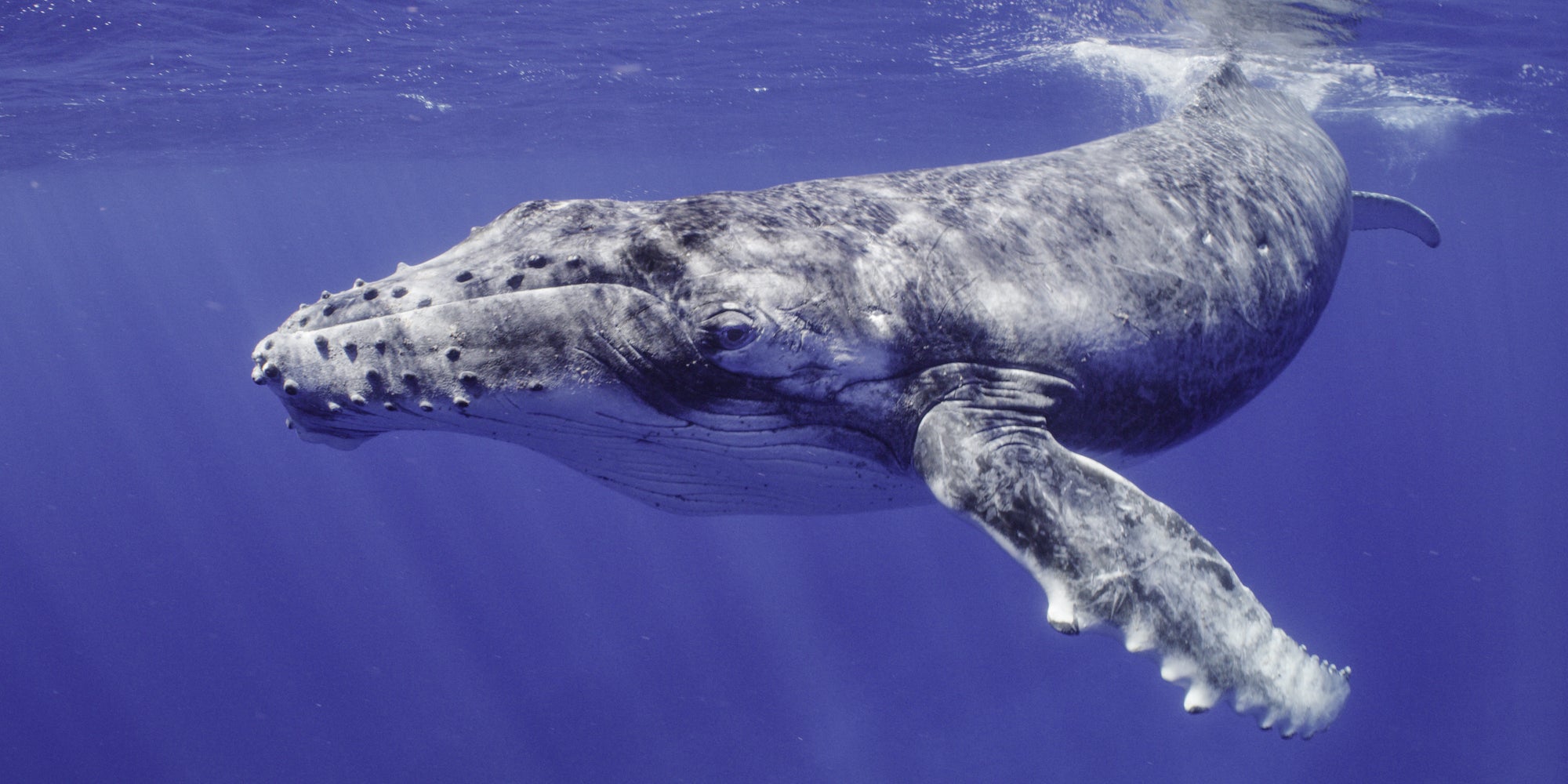 Découvrez bientôt "Les Secrets des baleines", un documentaire National Geographic sur Disney+.