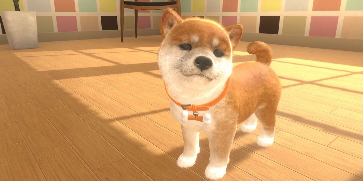 Qu'il est mignon ce petit Shiba Inu !