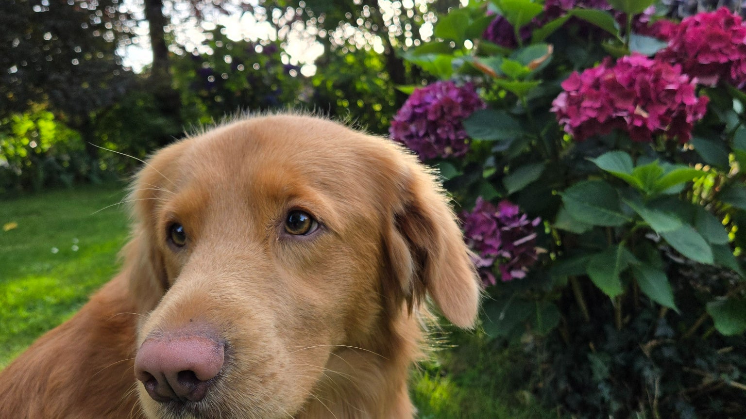 Les couleurs des fleurs sont bien mises en valeur, comme le beau nez rose de Kuma.