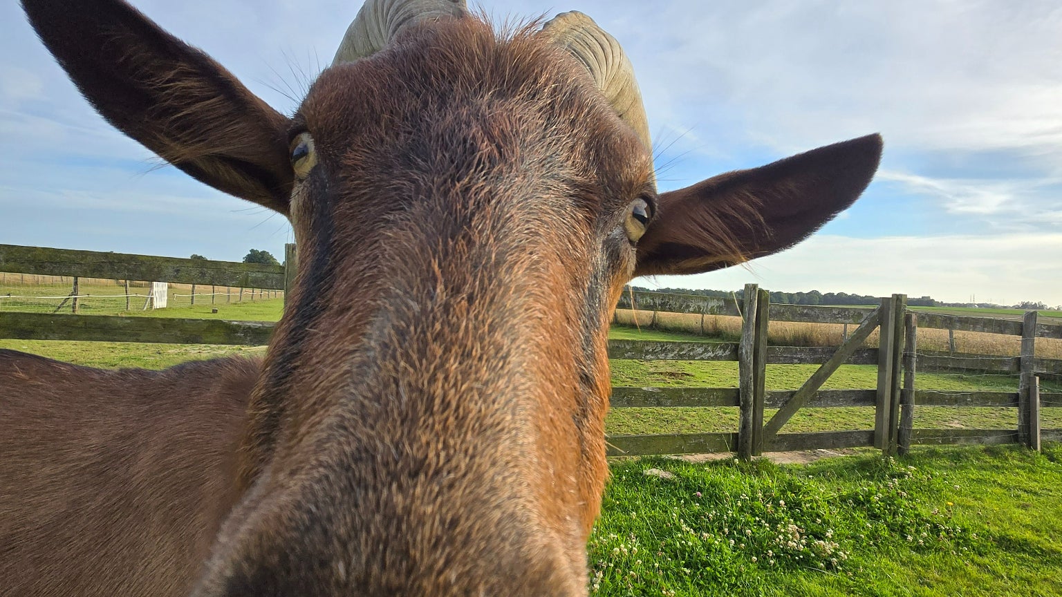 Les photos en grand-angle sont elles aussi très nettes et mettent très bien en valeur Billy.