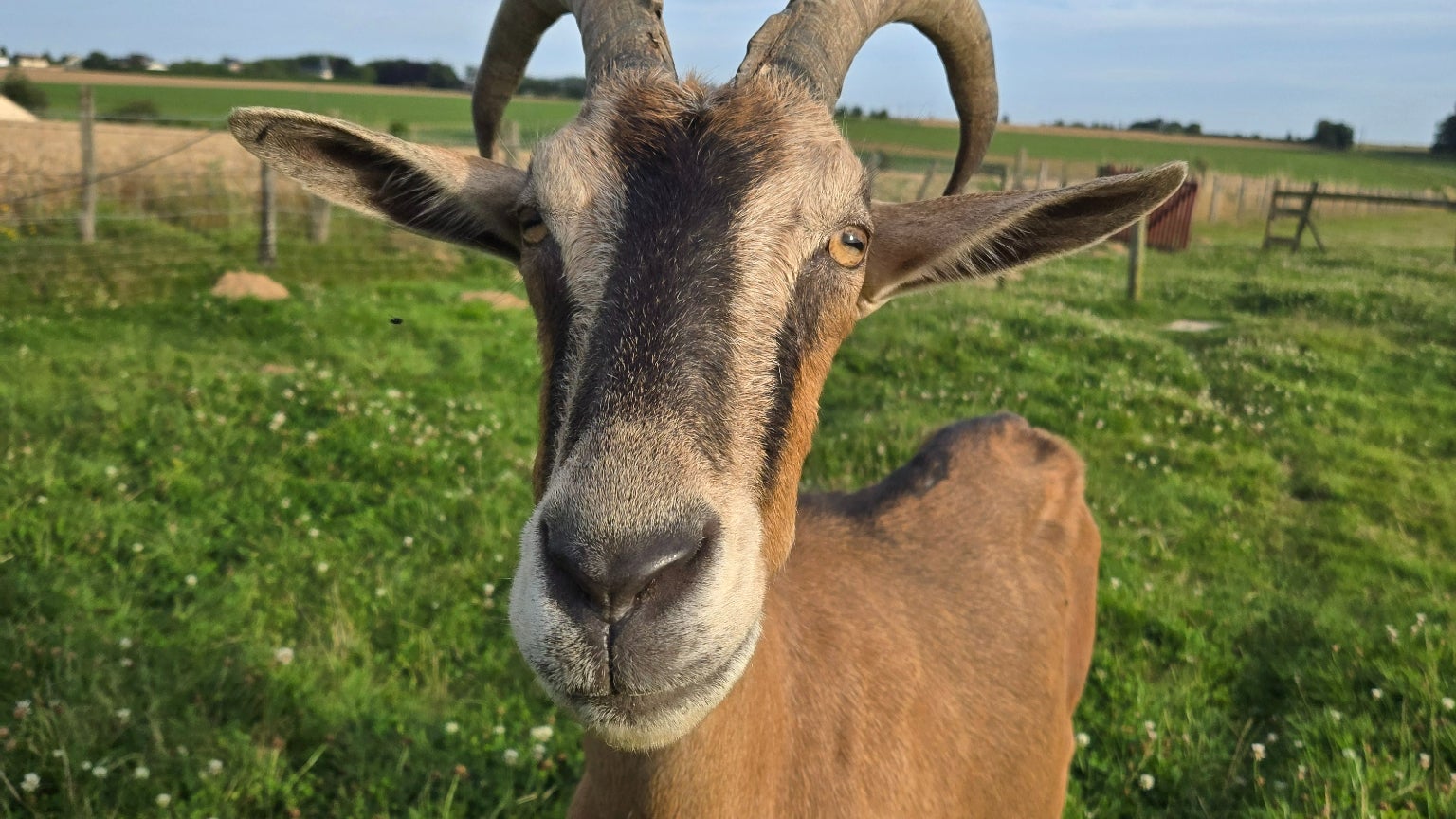De même que les couleurs du poil de Teddy font un joli contraste avec le ciel bleu et l'herbe verte.
