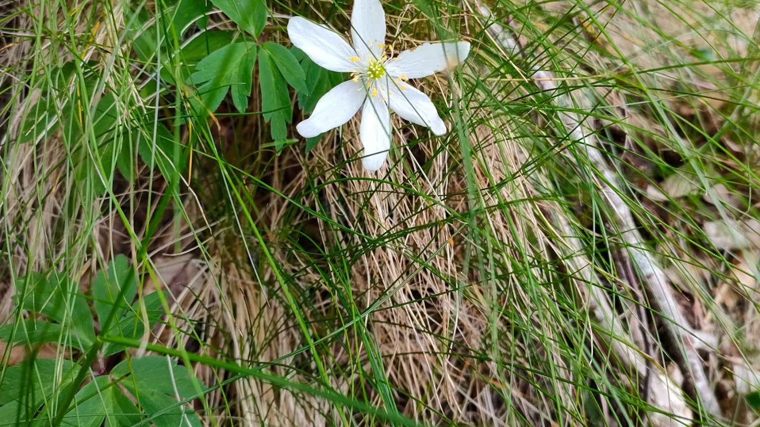 Parfois capricieux, le mode macro est sans doute le plus délicat à appréhender