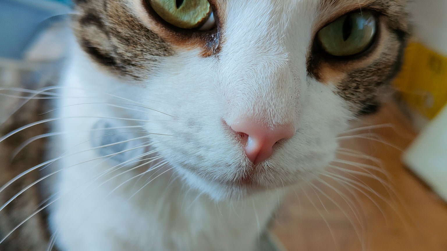 Le chat Sauron a aimé se prendre en selfie avec le OPPO Find X3 Neo