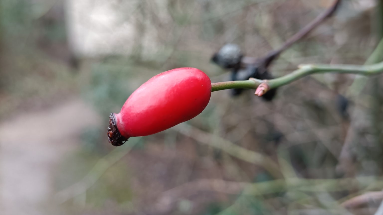 Le mode macro de l'OPPO Reno4 Z