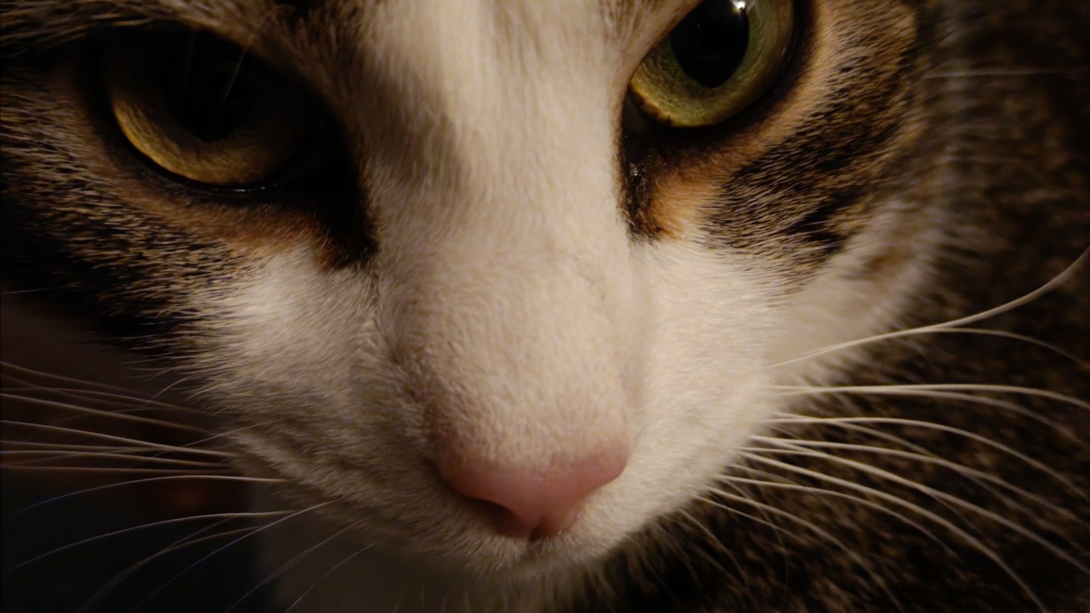 Quand ton chat se prend en selfie la nuit