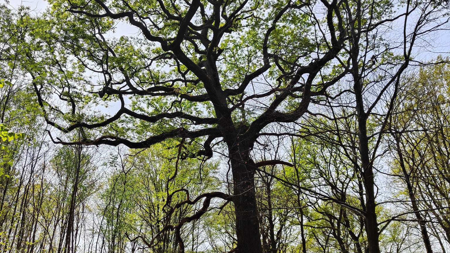 Les couleurs restent vives par beau temps, mais ne sont jamais saturées.