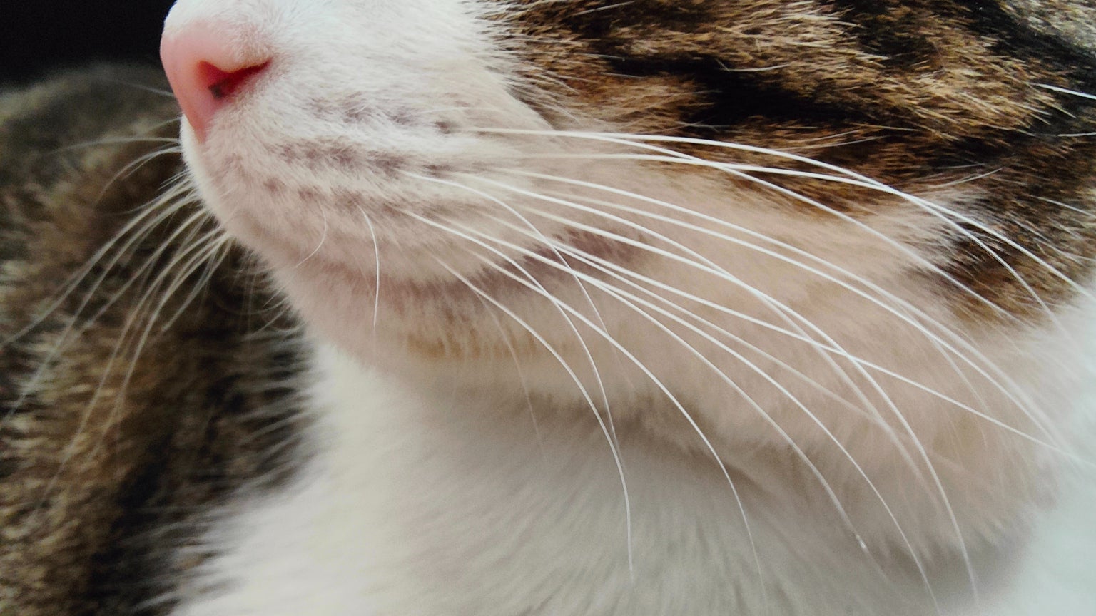 Le chat Sauron, toujours prêt à prendre la pose pour le mode Macro.
