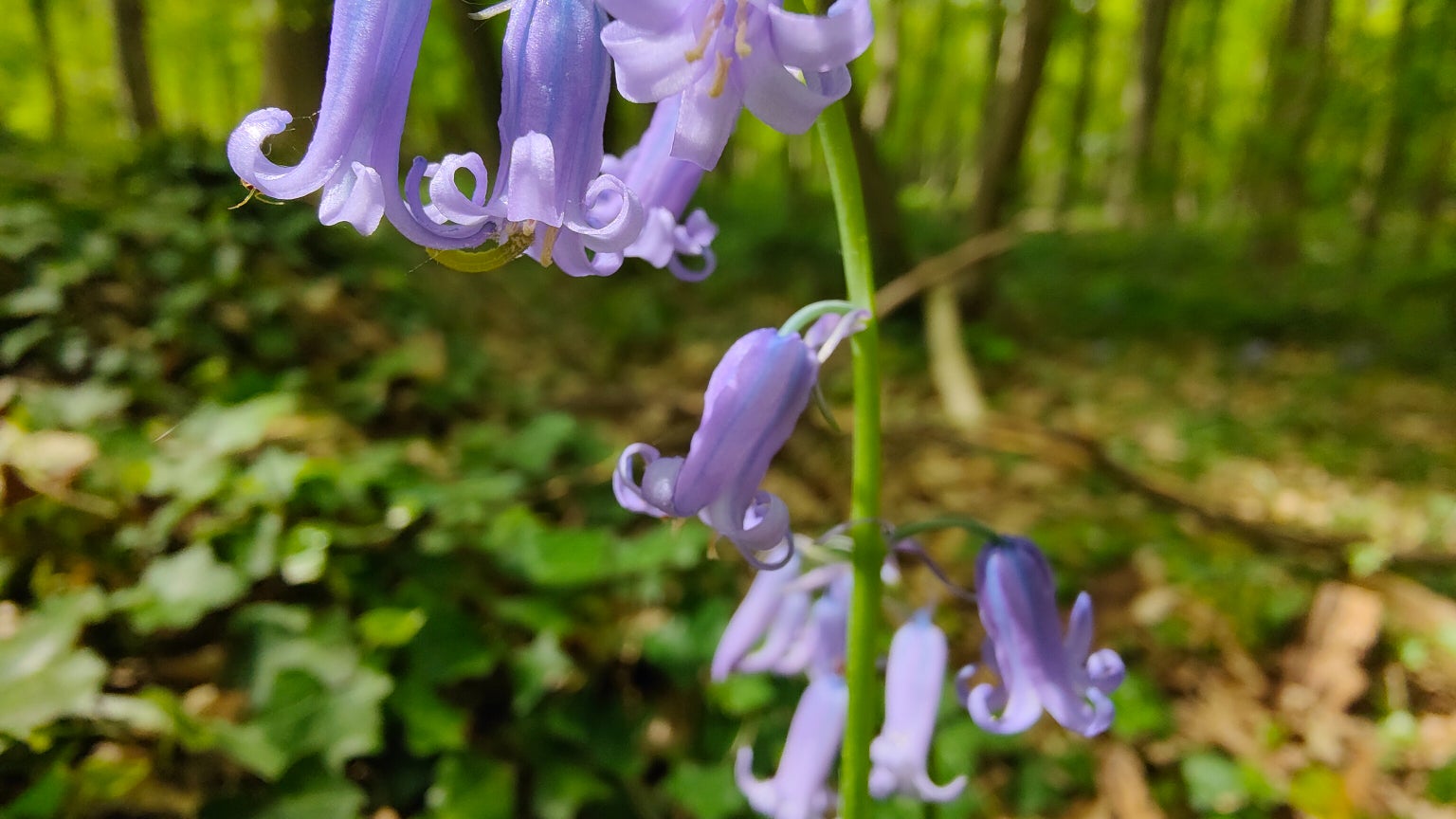Il vous faudra parfois batailler pendant quelques secondes pour trouver le bon angle en mode Macro.
