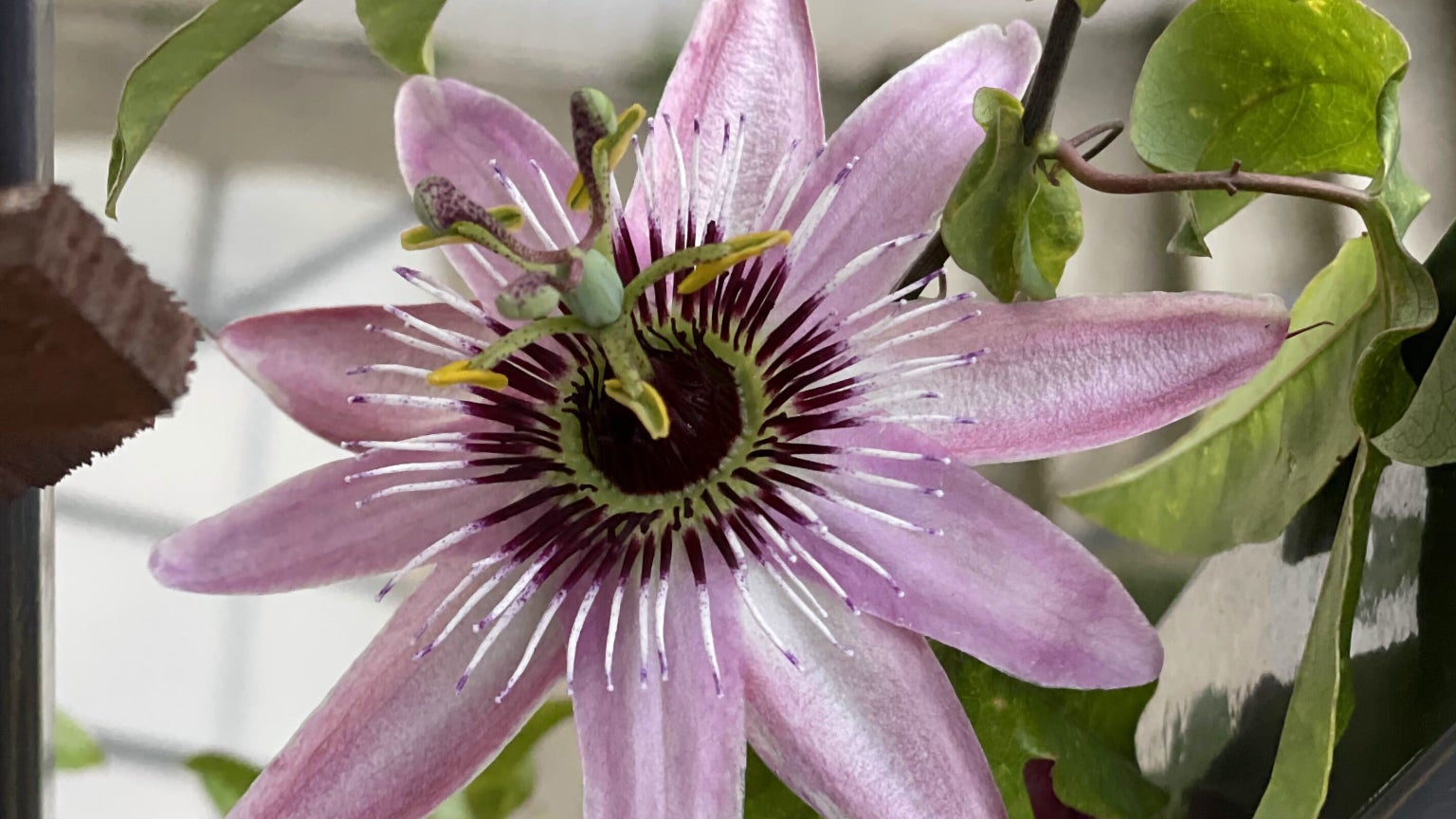 Netteté et couleurs des plus réalistes sont au rendez-vous avec l'iPhone 12 Pro.