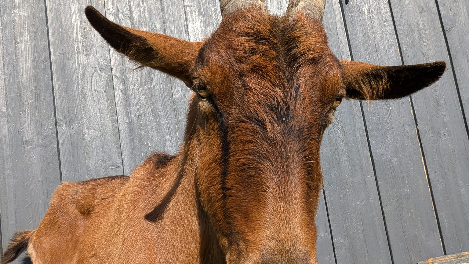 La caméra frontale du Pixel 8a, de 13 Mpx, révèle toute la beauté de Billy dans ce selfie.