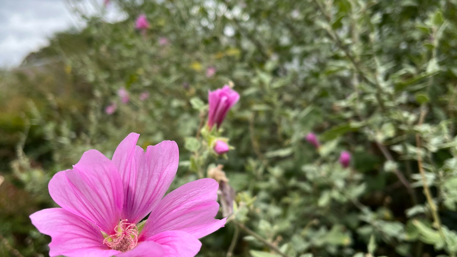 Capturer des leurs ou des plantes est un jeu d'enfant avec l'incroyable réactivité de l'iPhone 13
