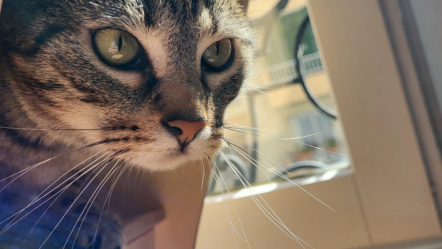 Les selfies du petit chat sont réussis !