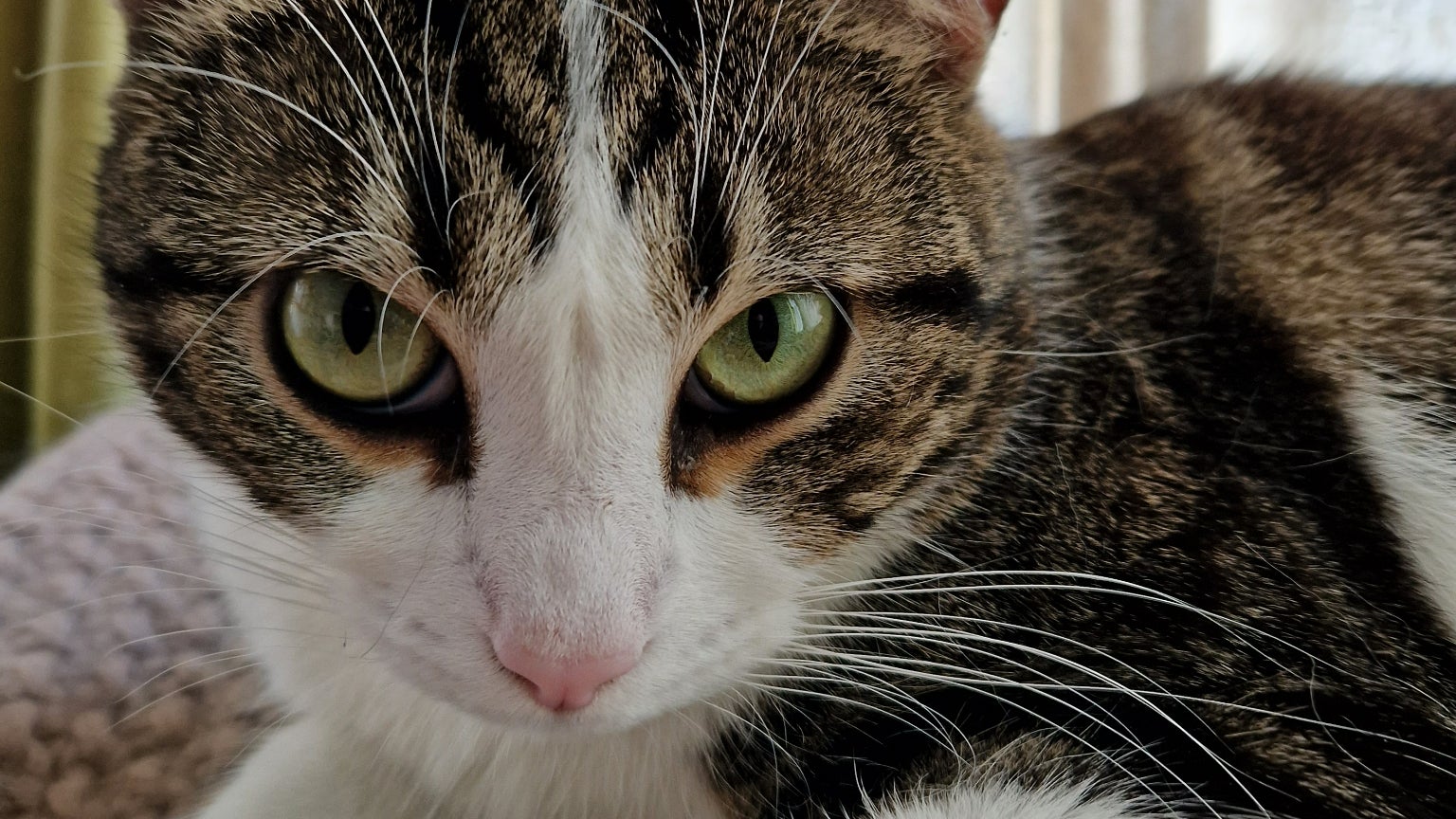 Le chat Sauron, très exigeant, s'est dit satisfait de la qualité des selfies avec le mode Portrait sur le Galaxy S22+