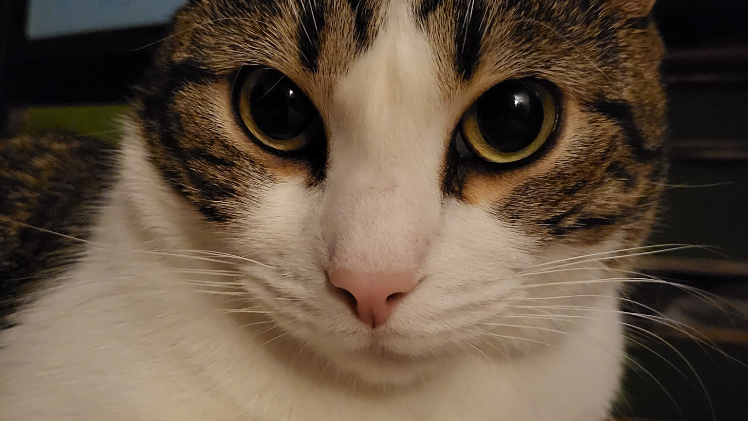 Le chat Sauron pose pour le Samsung Galaxy Z Flip3 5G