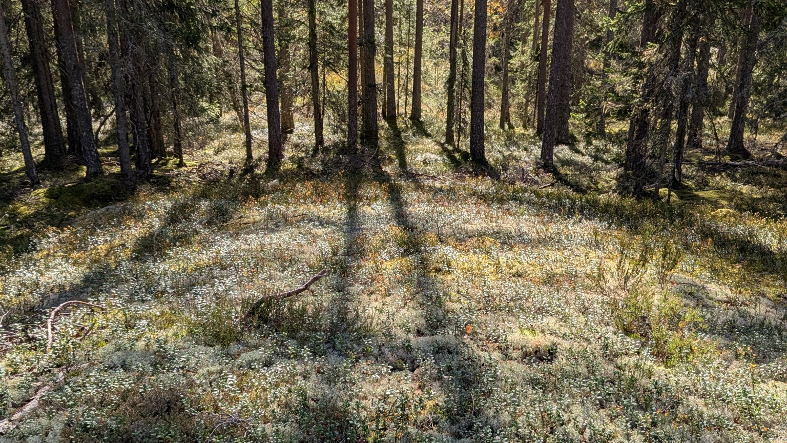 ... de même que la lumière.