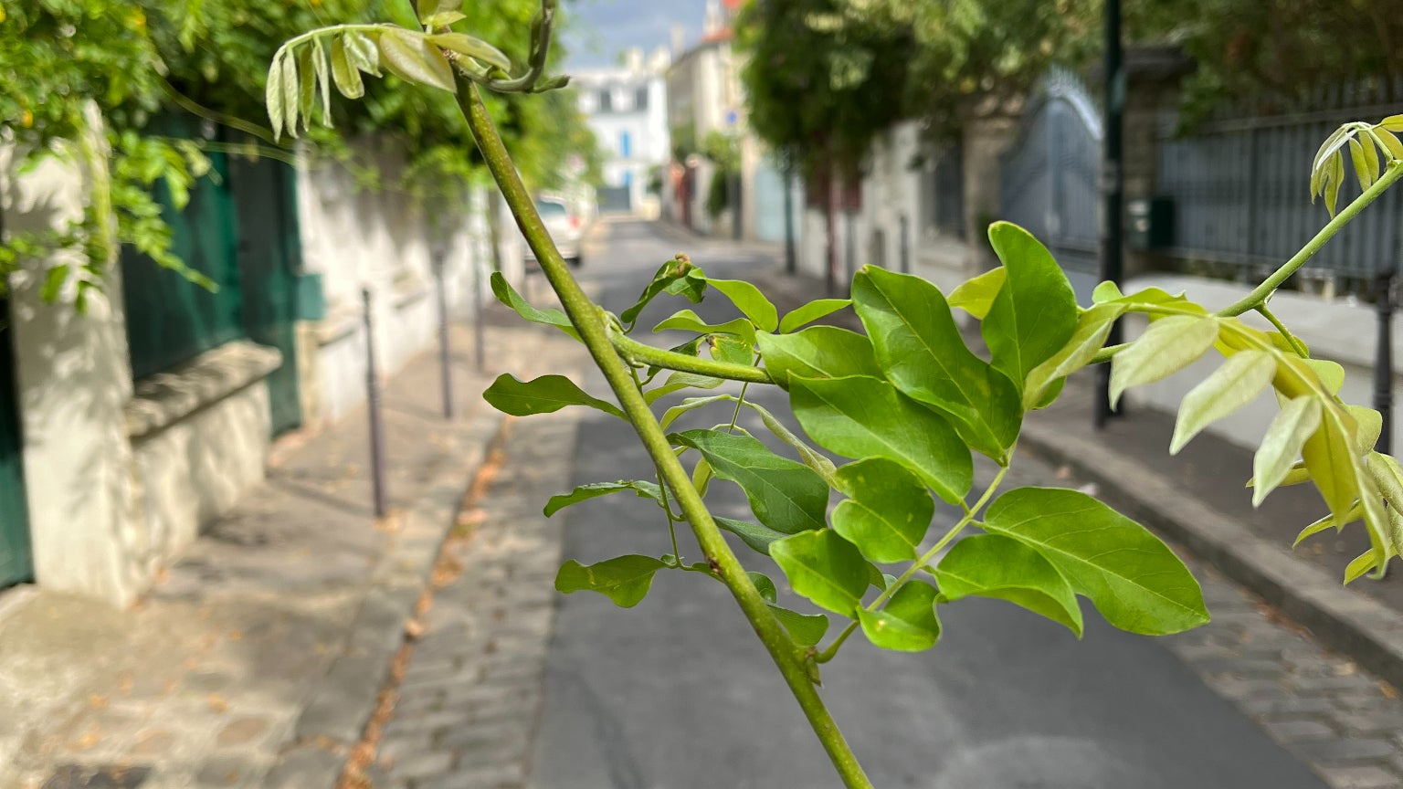 Le flou artistique sur la photo met en avant le sujet au premier plan, le mode macro est donc un peu exigeant pour le cadre