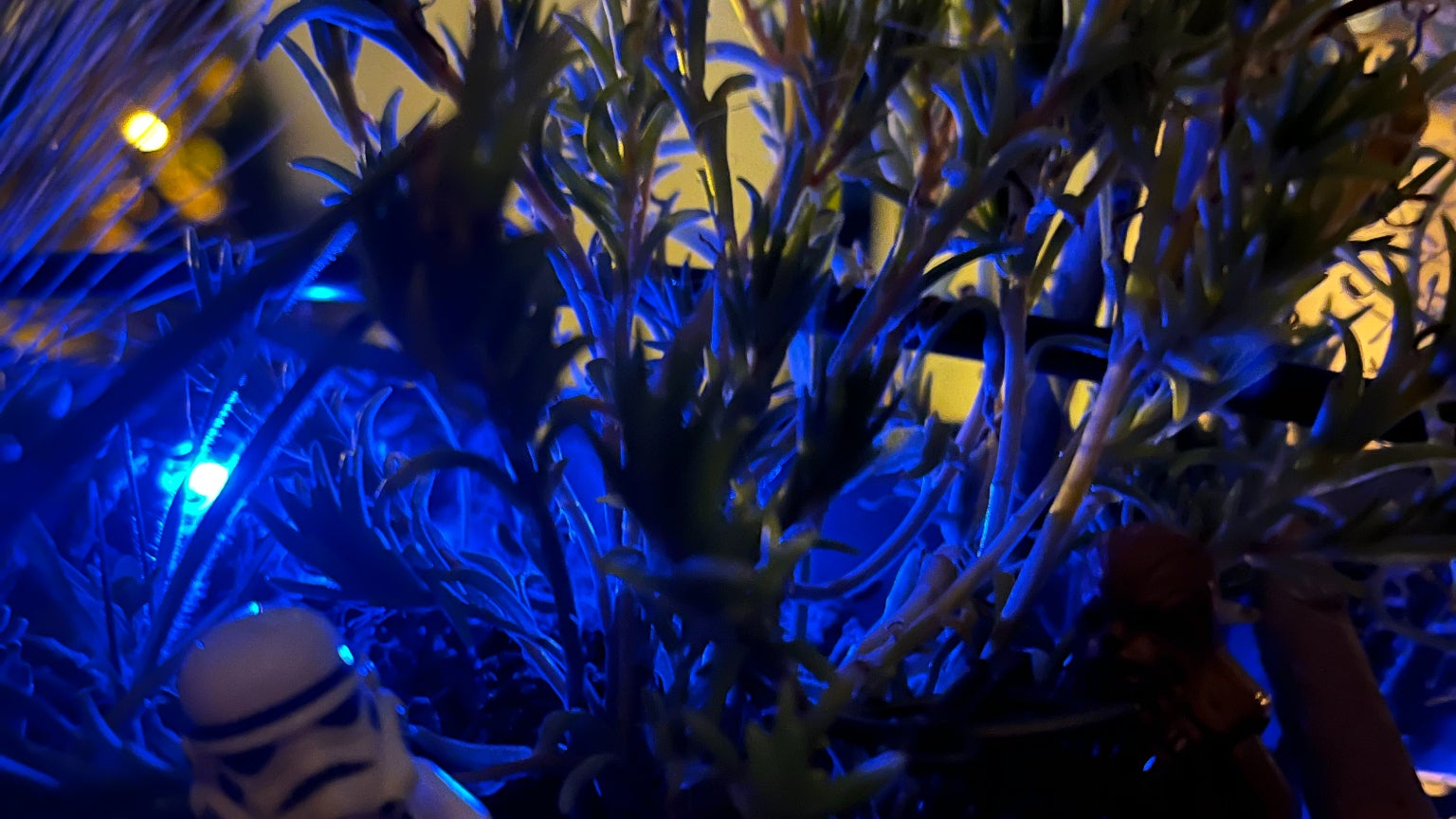 La même photo prise de nuit montre que l'arrière-plan apparaît bien, mais les sujets beaucoup moins