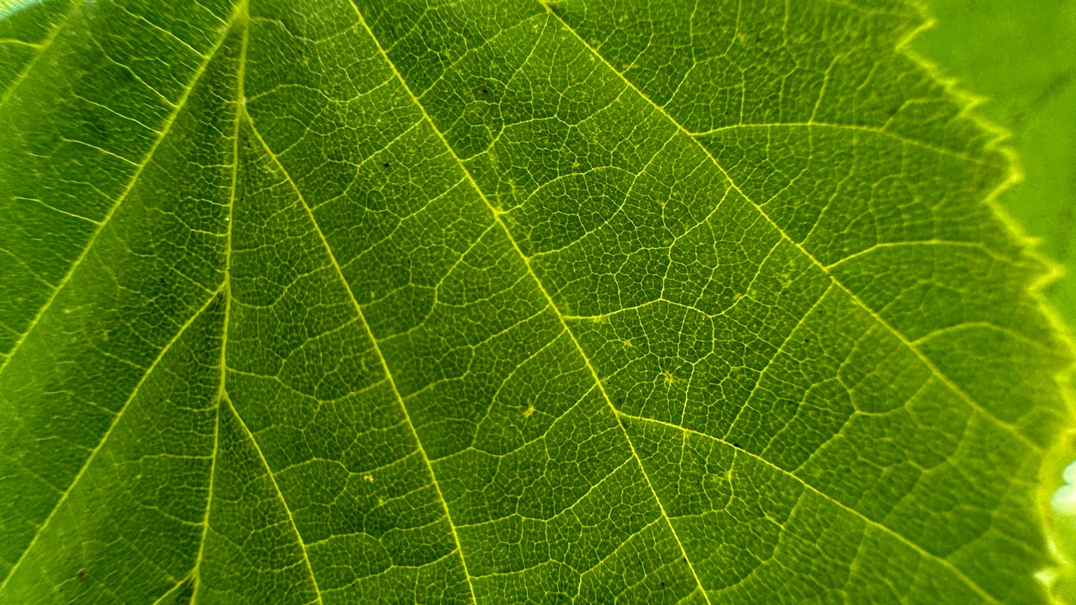 En plaçant l'iPhone 14 Pro tout près d'une feuille, il captera en mode macro toutes ses nervures.