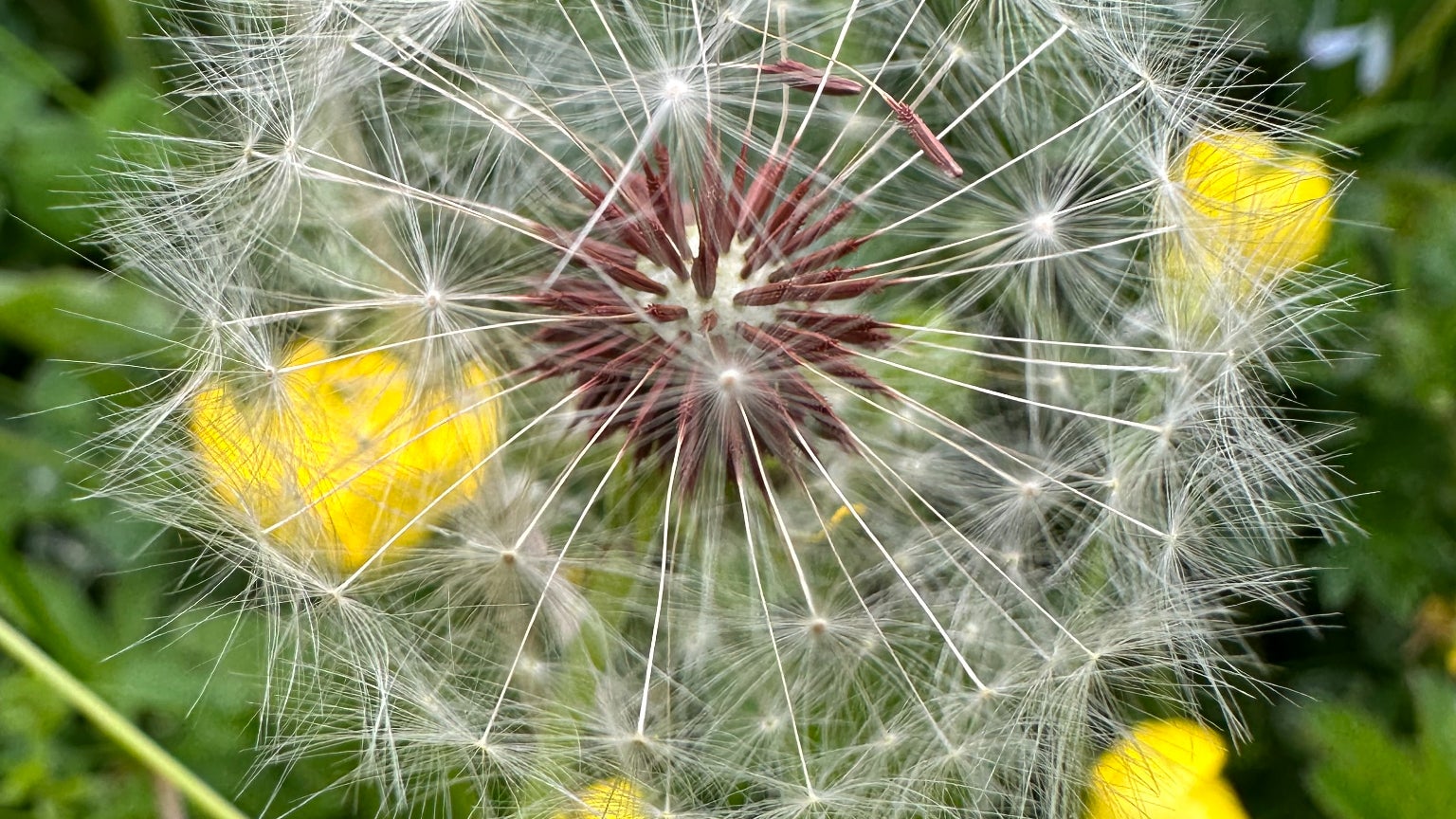 Admirez l'aigrette de ce pissenlit dans ses moindres détails.