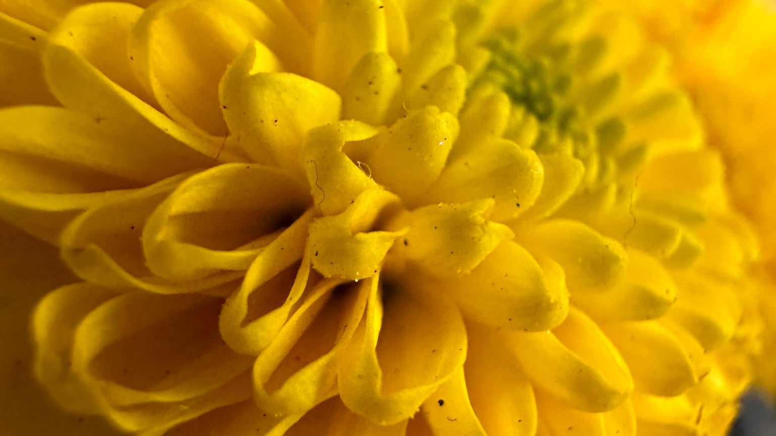 C’est même parfois trop... En mode macro l’objectif est capable de capter des éléments presque invisibles à l’œil nu, qui viennent gâcher la photo. C’est le comble, quand même.