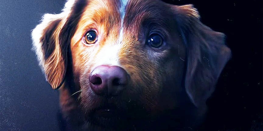 Indy, personnage principal du film "Good Boy" plaçant le canin en héros.