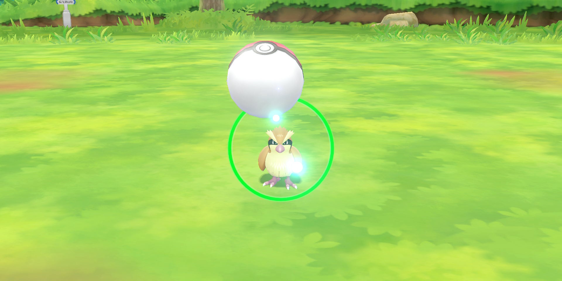 Le Pokémon pigeon Roucool, prêt à se faire attraper par une Poké Ball.