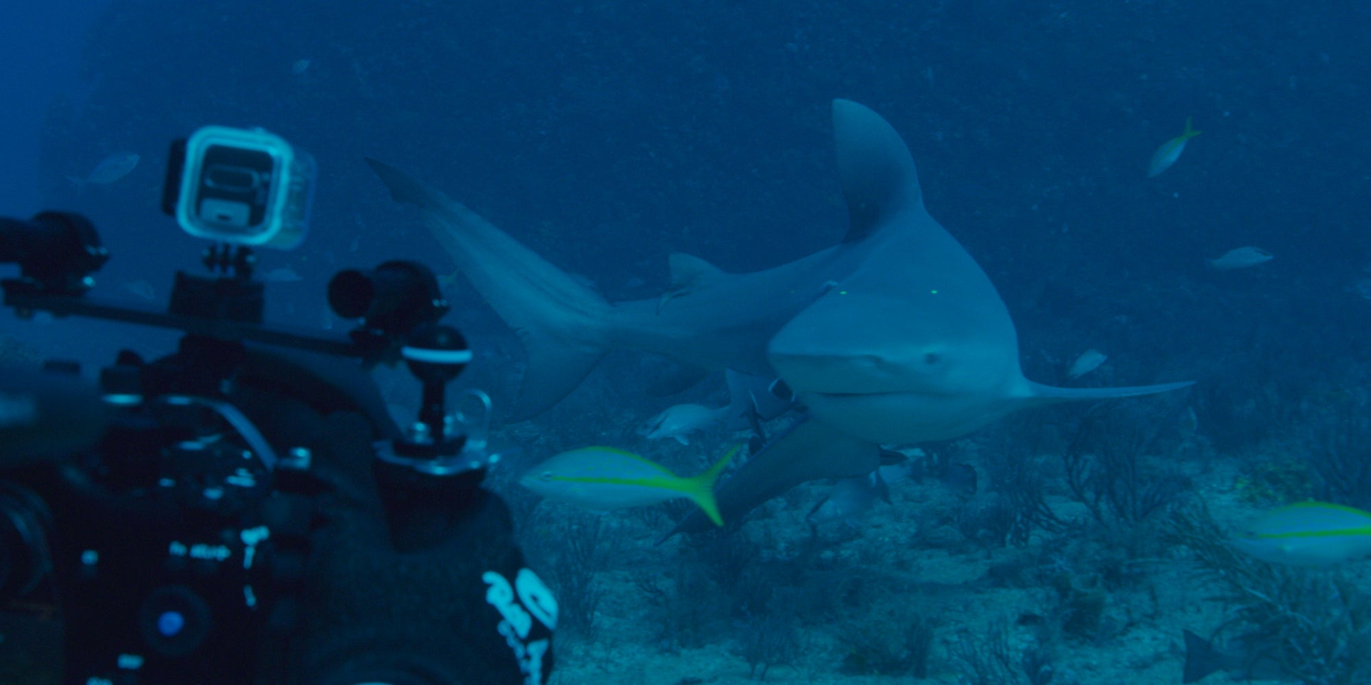 À l'occasion du Shark Festival de Disney+, découvrez le documentaire "Sur les traces de Big Bull". 