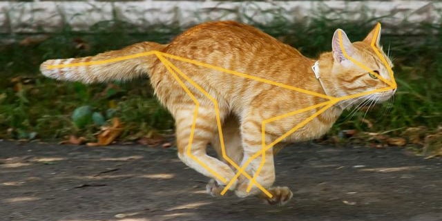 Bientôt, votre iPhone pourra vous aider à veiller sur votre chat.