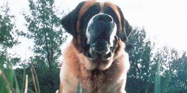 En attendant le remake de Netflix, découvrez l'adaptation cinématographique du roman de Stephen King, "Cujo", de Lewis Teague, sorti en 1983, en VOD chez SFR.