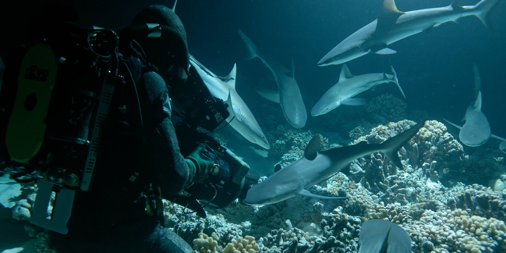 Lors du tournage du documentaire ''Notre Planète 2'', une équipe a fait la rencontre de requins tigres, apparemment très joueurs. 