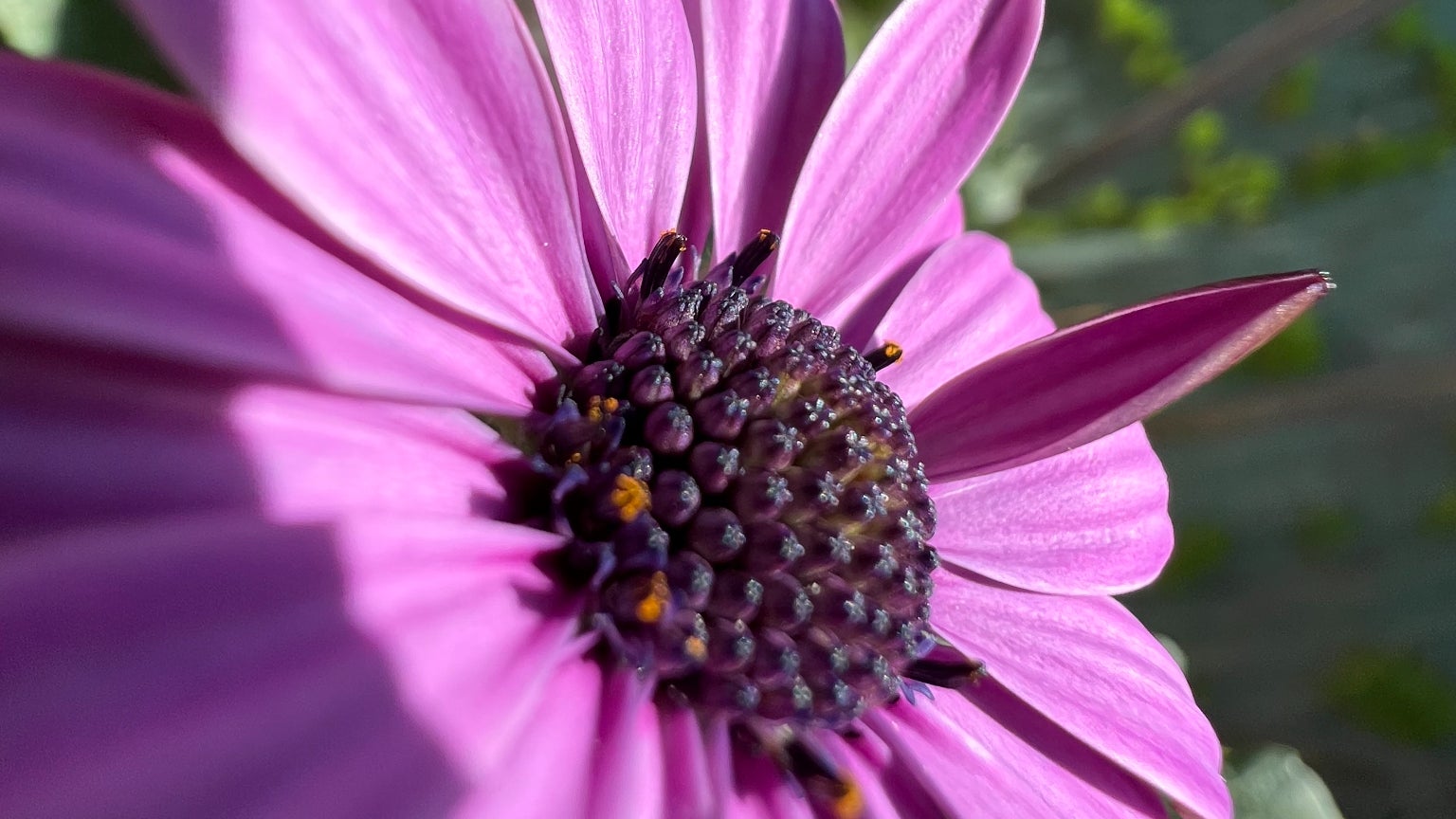L'iPhone 13 Pro produit des photos macros époustouflantes ; regardez ce niveau de détail sur le pollen !
