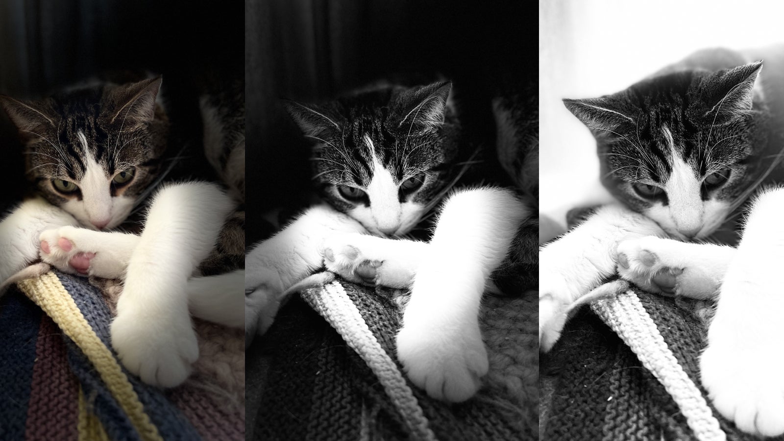 Le chat Sauron pris en mode Portait avec l'iPhone 13, en Éclairage de scène, Éclairage de scène mono, et Éclairage high-key mono