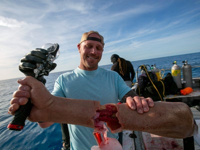 Shark Week : une programmation aux dents longues sur Discovery Channel