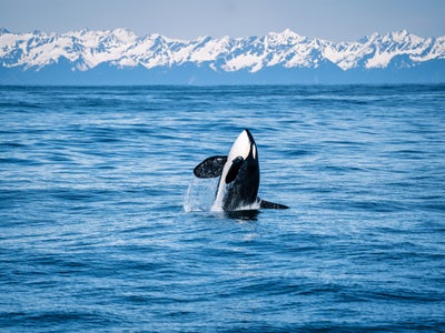 Ushuaïa TV : la chaîne 100% nature fête ses 20 ans cette année !