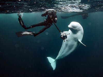 Hvladimir : l’histoire vraie du béluga espion sur Canal+