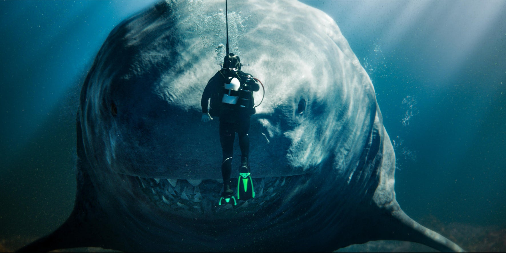 Les requins sont à l'honneur encore cette année 