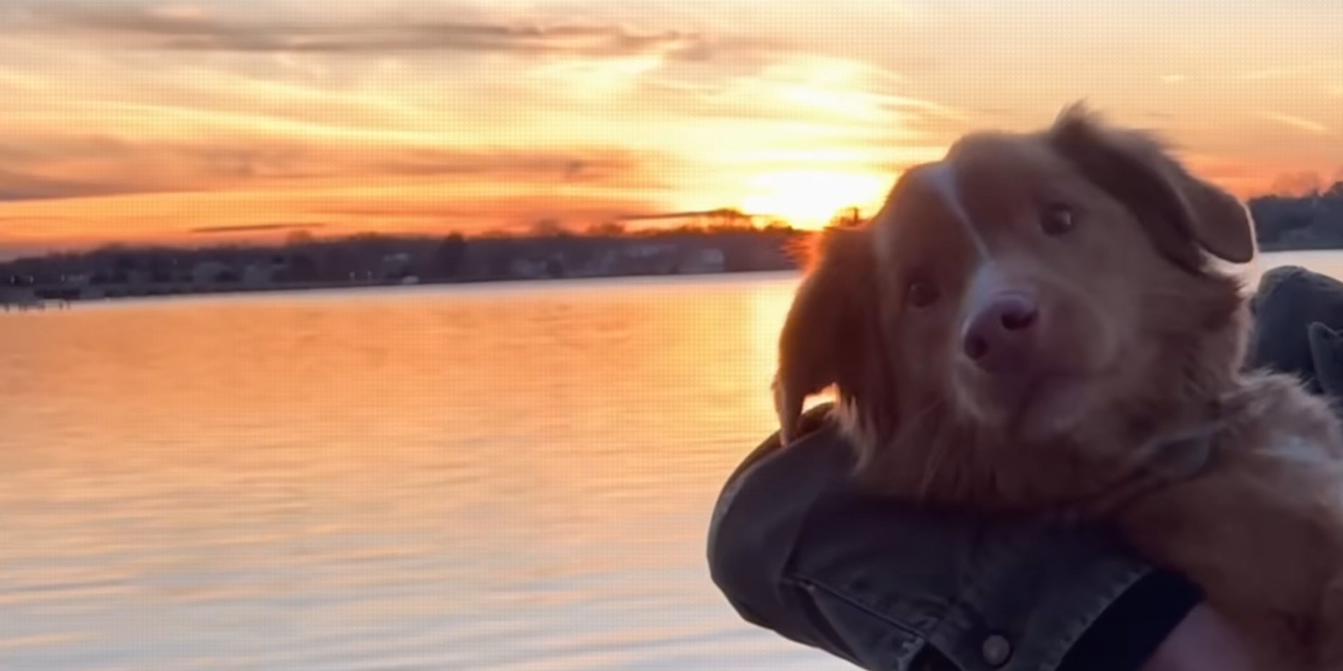 Indy, personnage principal du film "Good Boy" plaçant le canin en héros.