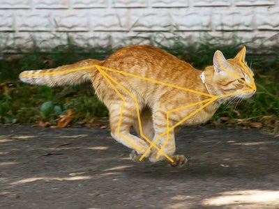 Animaux de compagnie : comment l'iPhone vous aidera à veiller sur eux