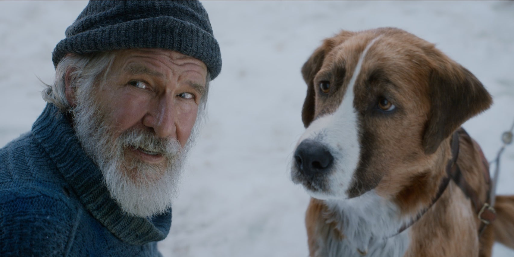À l'occasion de la journée mondiale du chien, (re)découvrez des films comme "Togo", "Chien Perdu" ou encore "L'appel de la forêt".
