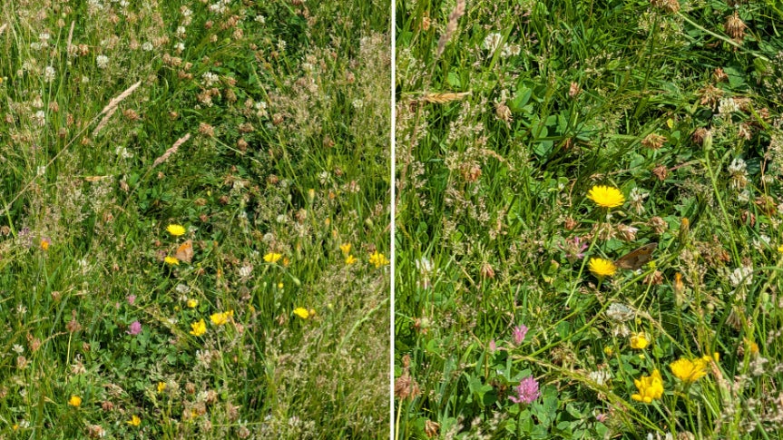 Arrivez-vous à trouver le papillon sur les deux images ?