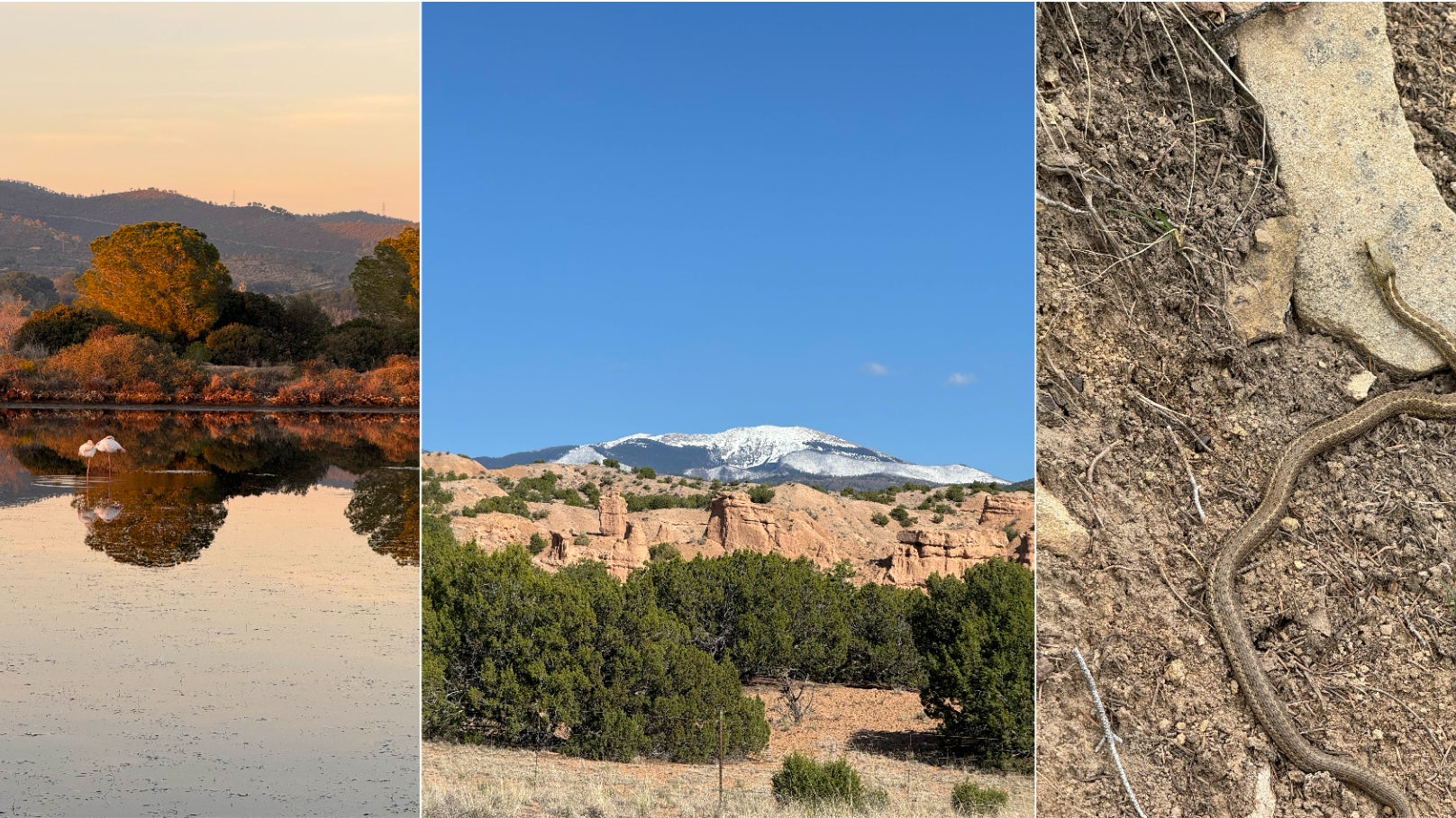 De quoi permettre de capter assez nettement des sujets pourtant bien loins, comme un beau couple de flamants rose sur la rive ou un mont enneigé à l'horizon… Ou encore un serpent que l'on ne veut pas trop approcher !