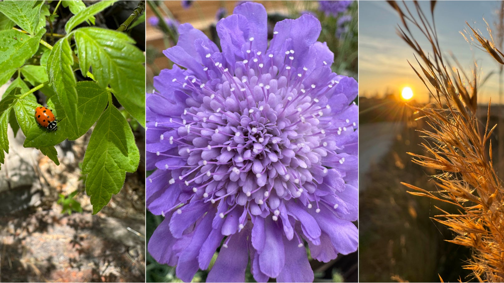 En revanche il est une fonctionnalité de l'ultra grand-angle que l'on apprécie toujours autant : le mode macro, un indispensable pour les amoureux de nature.