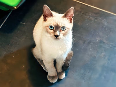 AirTag pour animaux : bonne ou mauvaise idée ?